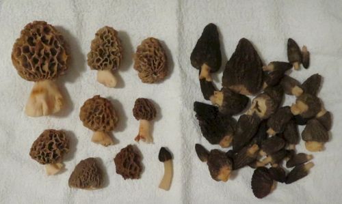 Speisemorcheln und Spitzmorcheln; Foto Michael 9.4.26