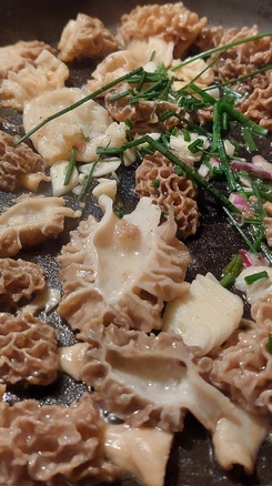 Köstliches erstes Morchelgericht; Foto Tim 28.3.24 Köstliches erstes Morchelgericht; Foto Tim 28.3.24