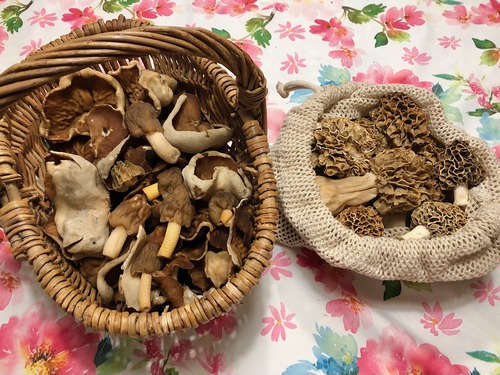 Morchelkörbe Thomas 11.4.23 Morchelkörbe Thomas 11.4.23