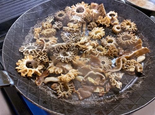 Spitzmorcheln, Speisemorcheln und Morchelbecherlinge in der Pfanne; Foto Stefan 6.4.26