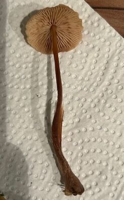 Echter Knoblauchschwindling (Mousseron); Foto Chrischi 15.11.25