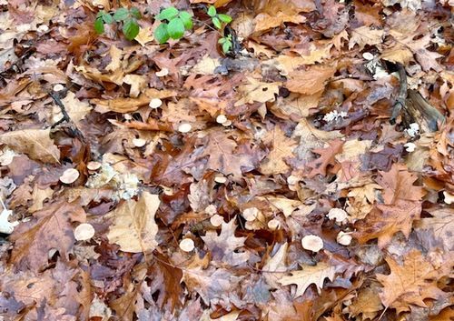 Mousserons im Laub:; Foto Chrischi 18.11.25 Mousserons im Laub:; Foto Chrischi 18.11.25