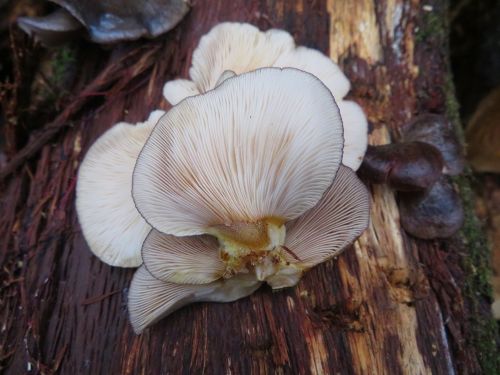 Gelbstielige Muschelseitlinge von unten; Foto Michael 23.12.25