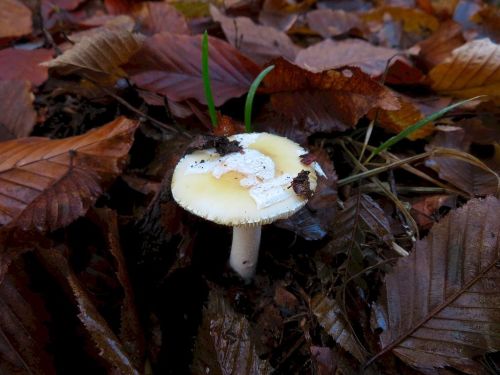 Narzissengelber Wulstling; Foto Michael 16.12.25