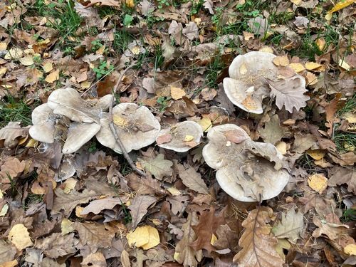 Nebelkappen (Nbelgraue Trichterlinge); Foto Daniel 14.11.25 Nebelkappen (Nbelgraue Trichterlinge); Foto Daniel 14.11.25