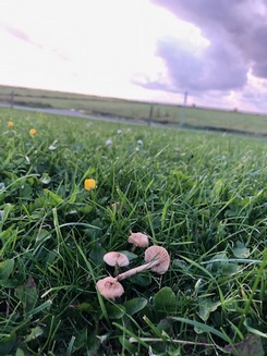 Nelkenschwindlinge vor weitem Horizont; Foto Peter 31.8.23