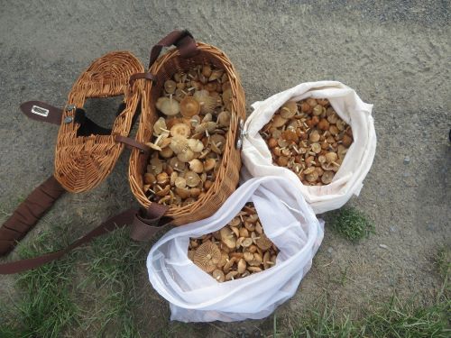 Überaus üppiger Nelkenschwindlingsfund; Foto Thomas 4.8.25