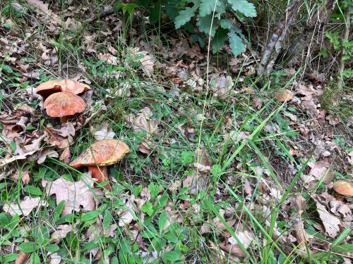 Zwei Netzstielige Hexenröhrlinge am Wegrand; Foto Andreas 4.8.25