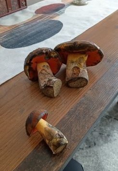 Netzstielige Hexenröhrlinge; Foto Frank 6.9.26