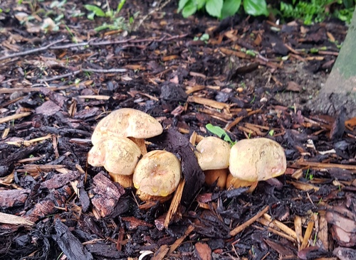 Netzstieligle Hexenröhrlinge; Matthias 9.8.23 Netzstieligle Hexenröhrlinge; Matthias 9.8.23