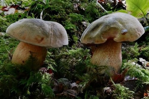 Netzstielige Hexenröhrlinge; Foto Sepp 6.9.26 Netzstielige Hexenröhrlinge; Foto Sepp 6.9.26