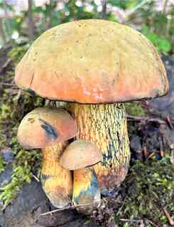 Netzstielige Hexenmama mit zwei Kleinen; Klaus-Peter 13.8.23 Netzstielige Hexenmama mit zwei Kleinen; Klaus-Peter 13.8.23