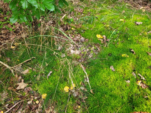 Neuer Pfifferlingsplatz; Foto Onno 29.8.23 Neuer Pfifferlingsplatz; Foto Onno 29.8.23