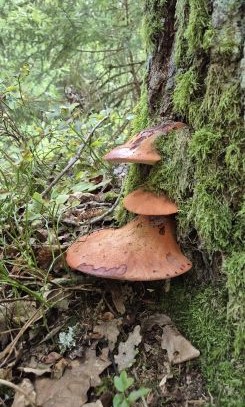 Ochsenzunge (Leberreischling); Foto Jörn 20.9.25 Ochsenzunge (Leberreischling); Foto Jörn 20.9.25