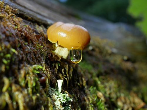 Ockertäubling mit großer Träne; Foto Baeri 22.9.25