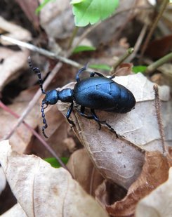 Ölkäfer; Foto Michael 26.3.24 Ölkäfer; Foto Michael 26.3.24