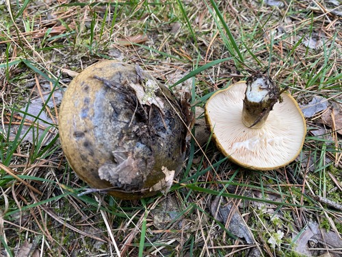 Hoch giftiger Oliverbrauner Milchling; Foto Volkmar 30.9.23 Hoch giftiger Oliverbrauner Milchling; Foto Volkmar 30.9.23