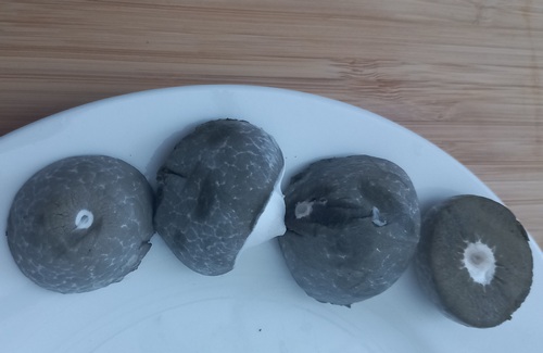 Olivgrüne Masse vom Hexenei; Foto Michael S. 21.9.23 Olivgrüne Masse vom Hexenei; Foto Michael S. 21.9.23