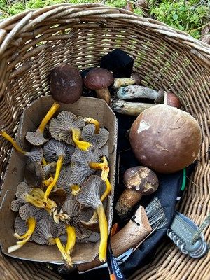 Pilzkorb u. a. mit einem Steinpilz und Trompetenpfifferlingen; Foto Armin 1.11.25