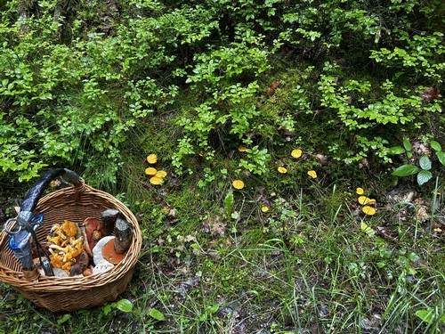 Pilzkorb auf halber Etappe neben Pfifferlingsnest; Foto Armin 10.5.24 Pilzkorb auf halber Etappe neben Pfifferlingsnest; Foto Armin 10.5.24