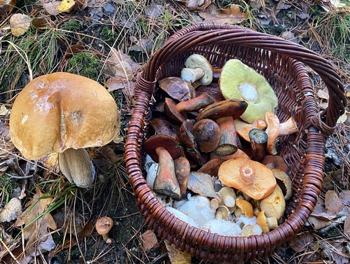 Gut gefüllter Pilzkorb mit Steinpilz daneben; Foto Volkmar 31.10.23