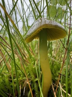 Papageientäubling mit Lamellenansicht; Foto Heiko 30.9.25