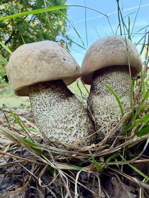 2 prächtige Pappepraufüße; Foto Stefan 8.9.26 2 prächtige Pappepraufüße; Foto Stefan 8.9.26