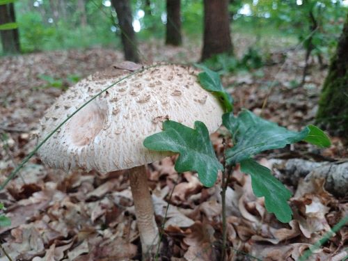 Erster Parasol 2025; Foto Heidrun 9.6.25
