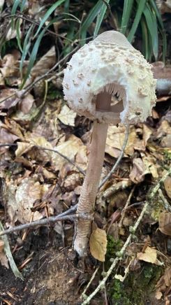Parasol mit Guckloch; Foto Kai 17.6.25