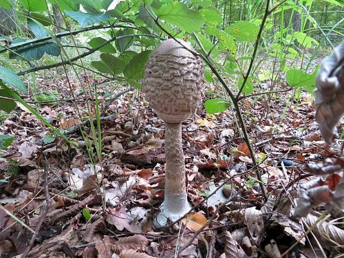 Parasolschlegel; Foto Michael 9.10.25 Parasolschlegel; Foto Michael 9.10.25