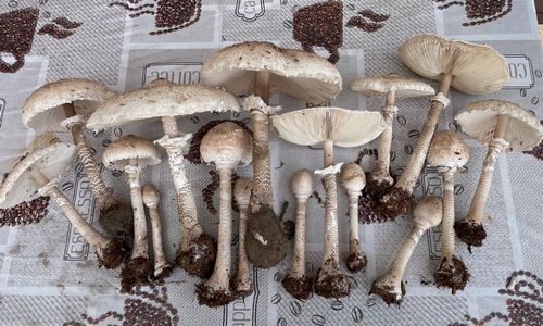 Viele Parasole für Wilhelmine; Foto Daniel 29.8.26