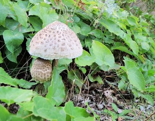 Zwei junge Parasole; Foto Gisela 11.9.23 Zwei junge Parasole; Foto Gisela 11.9.23