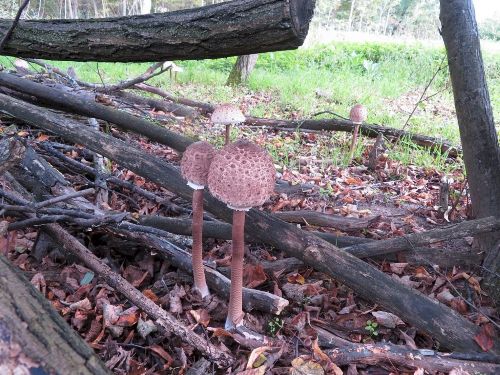 Parasole im Totholz; Foto Michael 12.10.25 Parasole im Totholz; Foto Michael 12.10.25