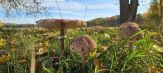 Parasole am Rand der Waldwiese; Foto Andi 23.10.24