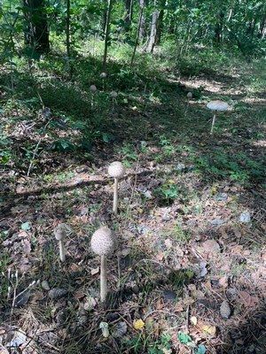 Parasolenwald; Foto Volkmar 31.8.26