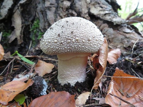 Perlpilz2 toll Michael 19.10.22 Perlpilz2 toll Michael 19.10.22