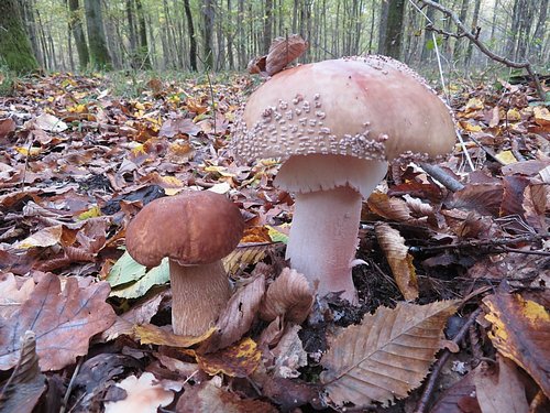 Perlpilz Aestivalis Michael 19.10.22 Perlpilz Aestivalis Michael 19.10.22