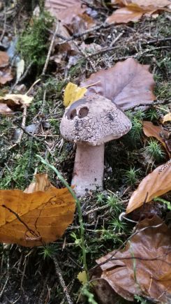 Perlpilz mit Gucklöchern; Foto Jörn 2.11.25