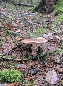 Wurmiger Perlpilz; Foto Jörn 9.11.25