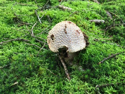 Perlpilz, intensiv beschuppt; Foto Jürgen 11.10.25 Perlpilz, intensiv beschuppt; Foto Jürgen 11.10.25