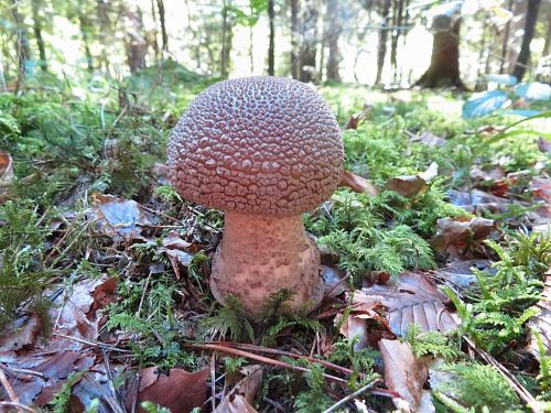 Perlpilz; Foto Michael 3.10.25 Perlpilz; Foto Michael 3.10.25