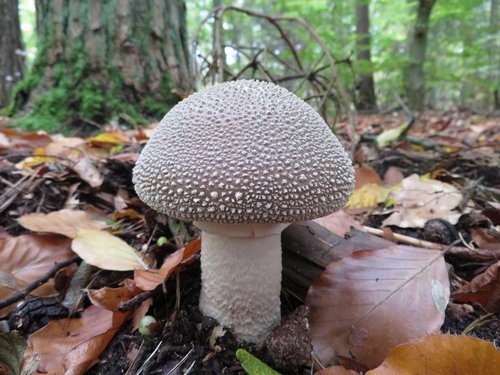 Toller Perlpilz Michael 19.10.22 Toller Perlpilz Michael 19.10.22