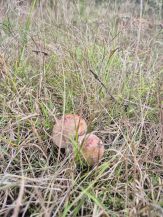 Perlpilze; Foto Jörn 3.10.25 Perlpilze; Foto Jörn 3.10.25