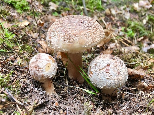 Perlpilzfamilie Thomas 3.10.22 Perlpilzfamilie Thomas 3.10.22