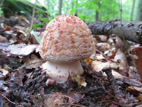 Prächtiger Perlpilz in Schweinchenrosa; Foto Michael 9.8.23 Prächtiger Perlpilz in Schweinchenrosa; Foto Michael 9.8.23
