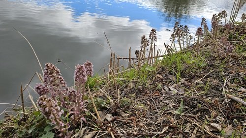 Gewöhnliche Pestwurz; Foto Birgit 11.3.24