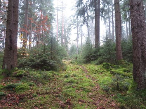 Weg im Nadelwald; Foto Michael 12.11.25