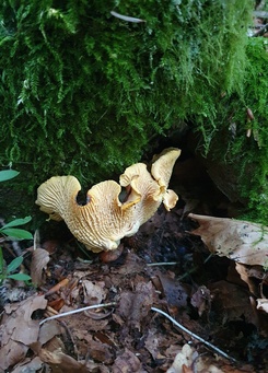 Pfifferling; Foto Keren 1.10.23 Pfifferling; Foto Keren 1.10.23