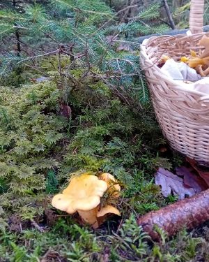 Großer Pfifferling und Pilzkorb; Foto Thomas 30.10.25