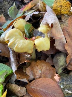 Pfifferling; Foto Tobias 29.10.25 Pfifferling; Foto Tobias 29.10.25